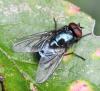 Eudasyphora cyanicolor